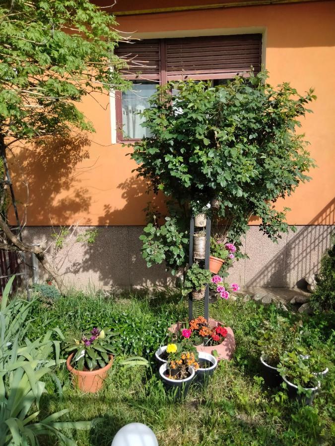 Apartament Cu Terasa La Casa Tina Τιμισοάρα Εξωτερικό φωτογραφία